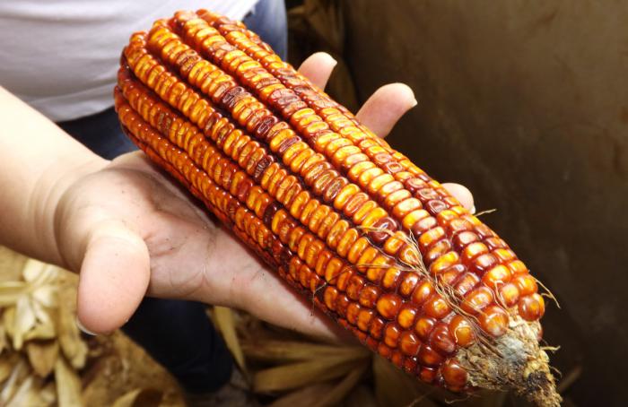 Estudo mapeia a diversidade do milho nas terras baixas da América do Sul