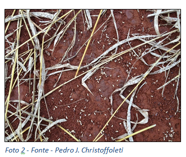 Foto 2 – Detalhes da formação do banco de sementes a partir da “chuva de sementes” sobre o solo