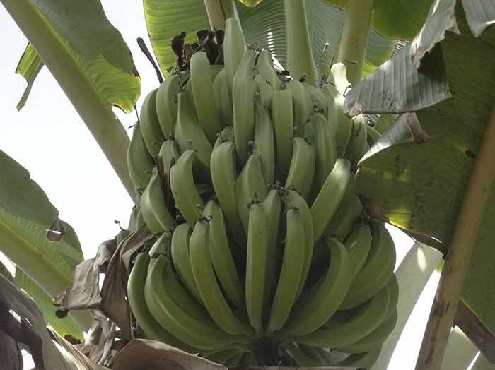 Registradas as primeiras variedades de banana-da-terra do Brasil