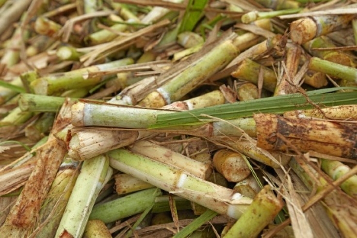 Bayer CropScience apresenta soluções na 12ª Fersucro