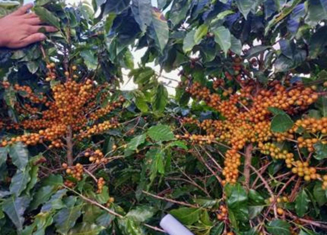 PHC leva soluções sustentáveis para a Expocafé 2025