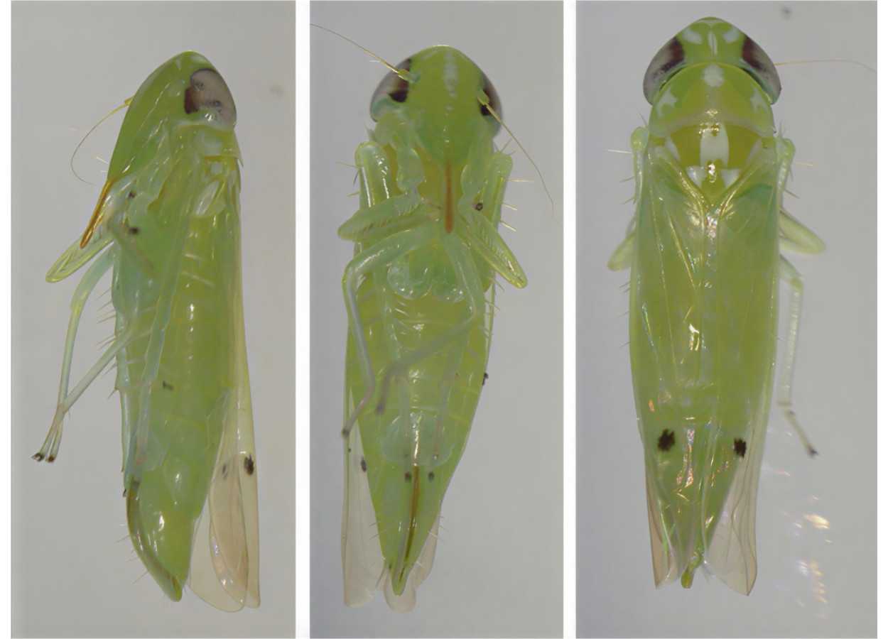 Praga asiática do algodão recebe confirmação molecular nos EUA