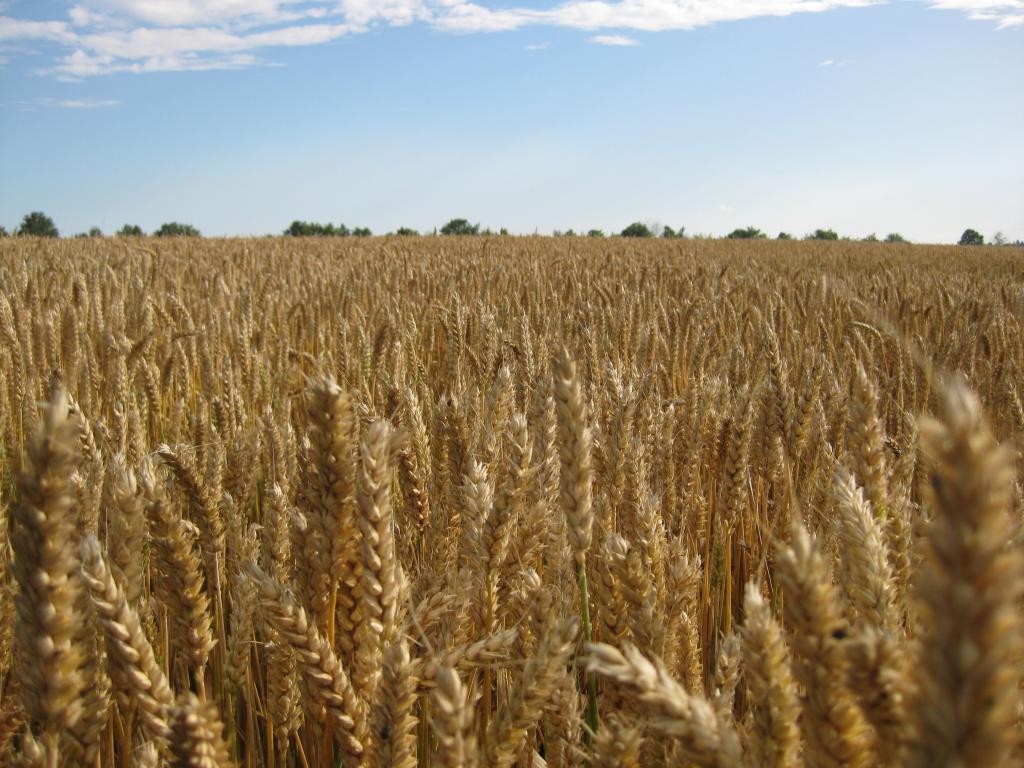 Como superar os desafios fitossanitários do trigo