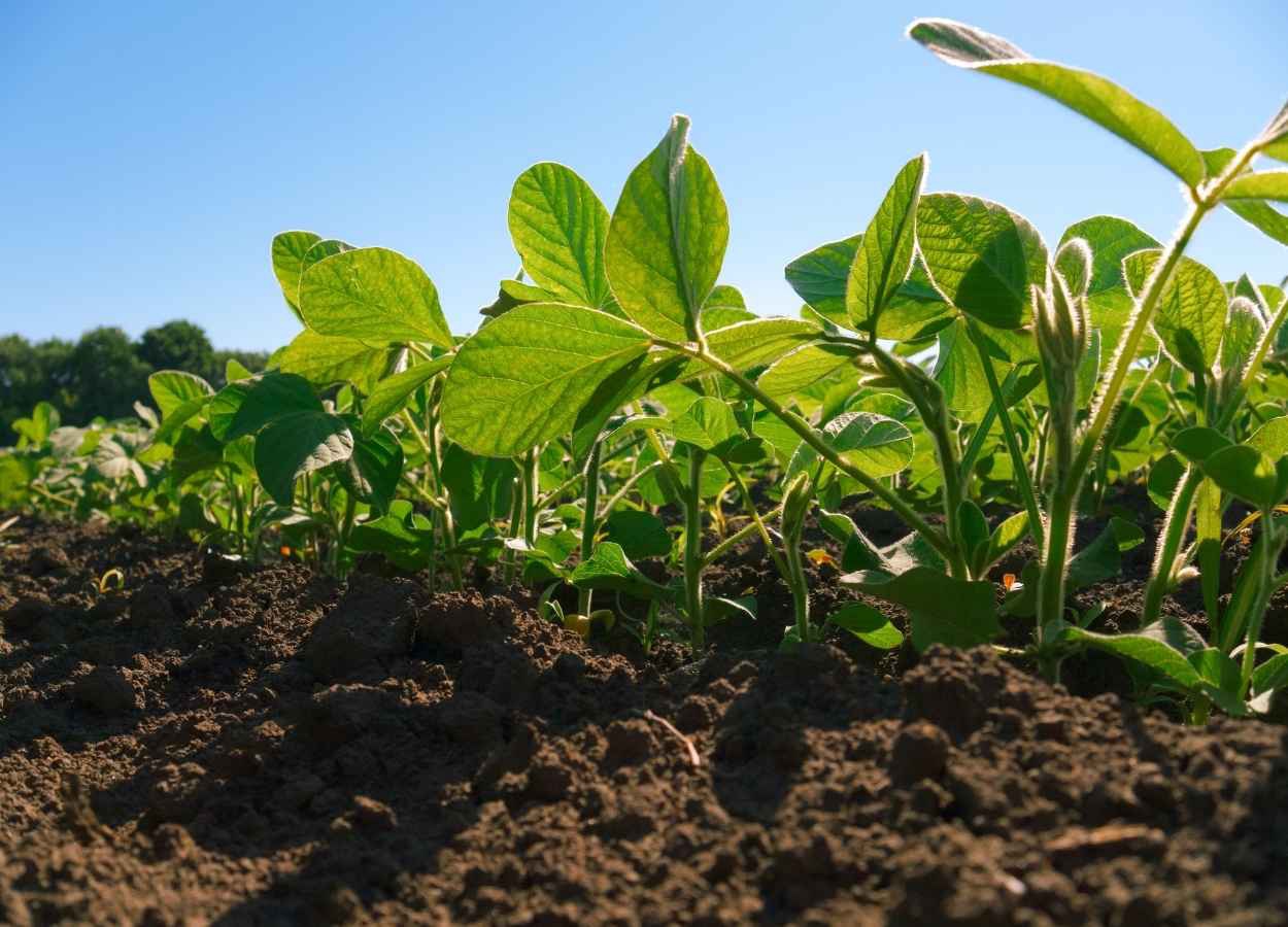 Chuvas ajudam o desenvolvimento das lavouras, mas plantio ainda está atrás da safra anterior