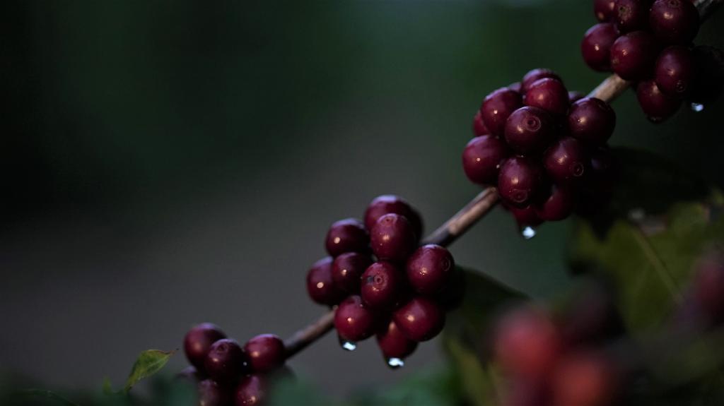 Cafeicultores de Minas Gerais obtêm resultados positivos mesmo com a seca