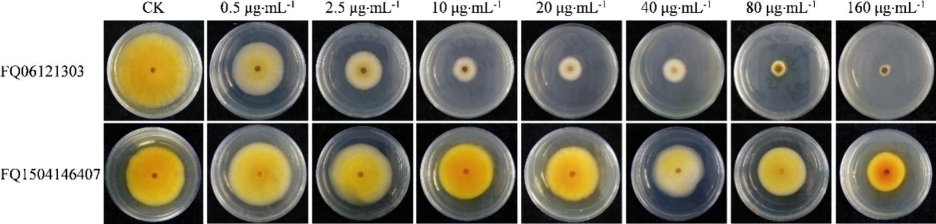 Isolados de <i>Stemphylium solani</i> sensíveis e resistentes a piraclostrobina em placas de PDA