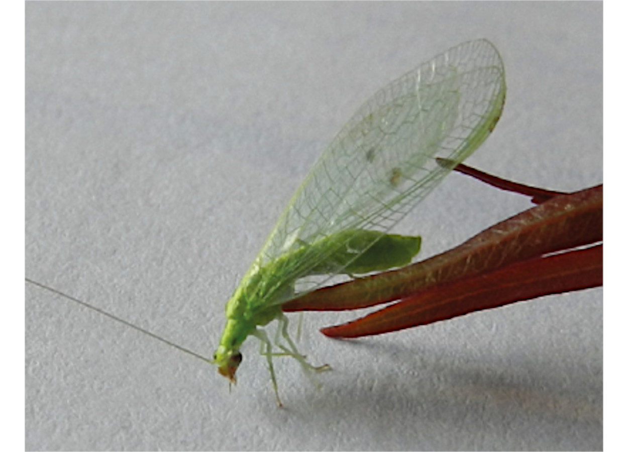 <i>C. defreitasi</i>