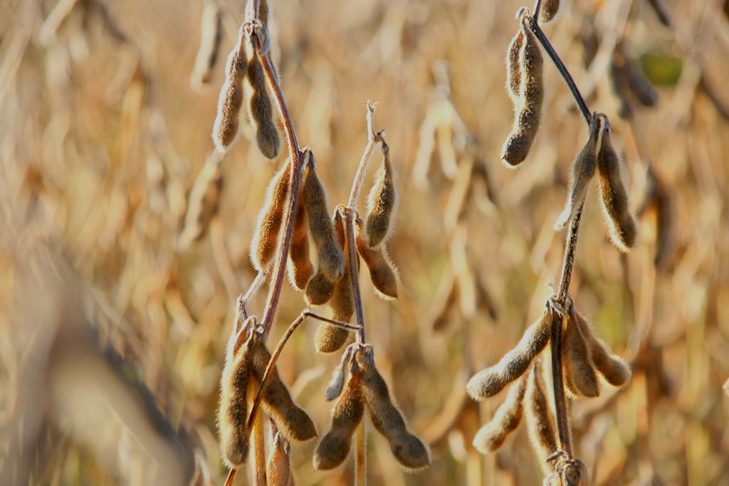 Plantas daninhas podem reduzir produtividade da soja em até 60%