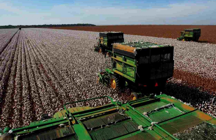 Custo elevado e cenário global pressionam cotonicultor em MT