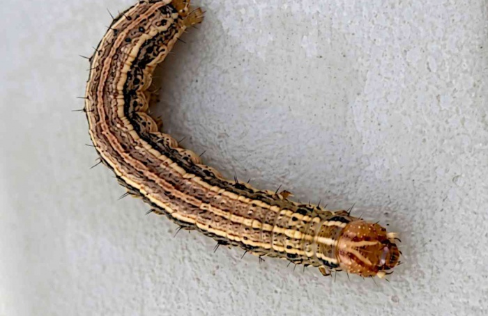 Cádmio ativa defesas do milho contra Spodoptera frugiperda