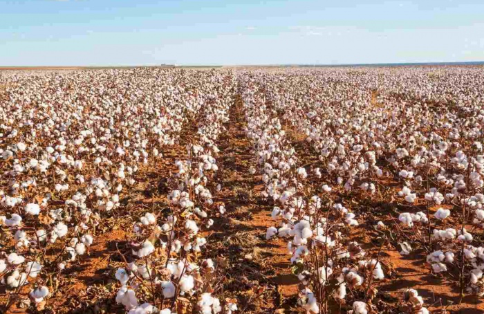 Agro tem semana de dólar mais fraco e alta do algodão
