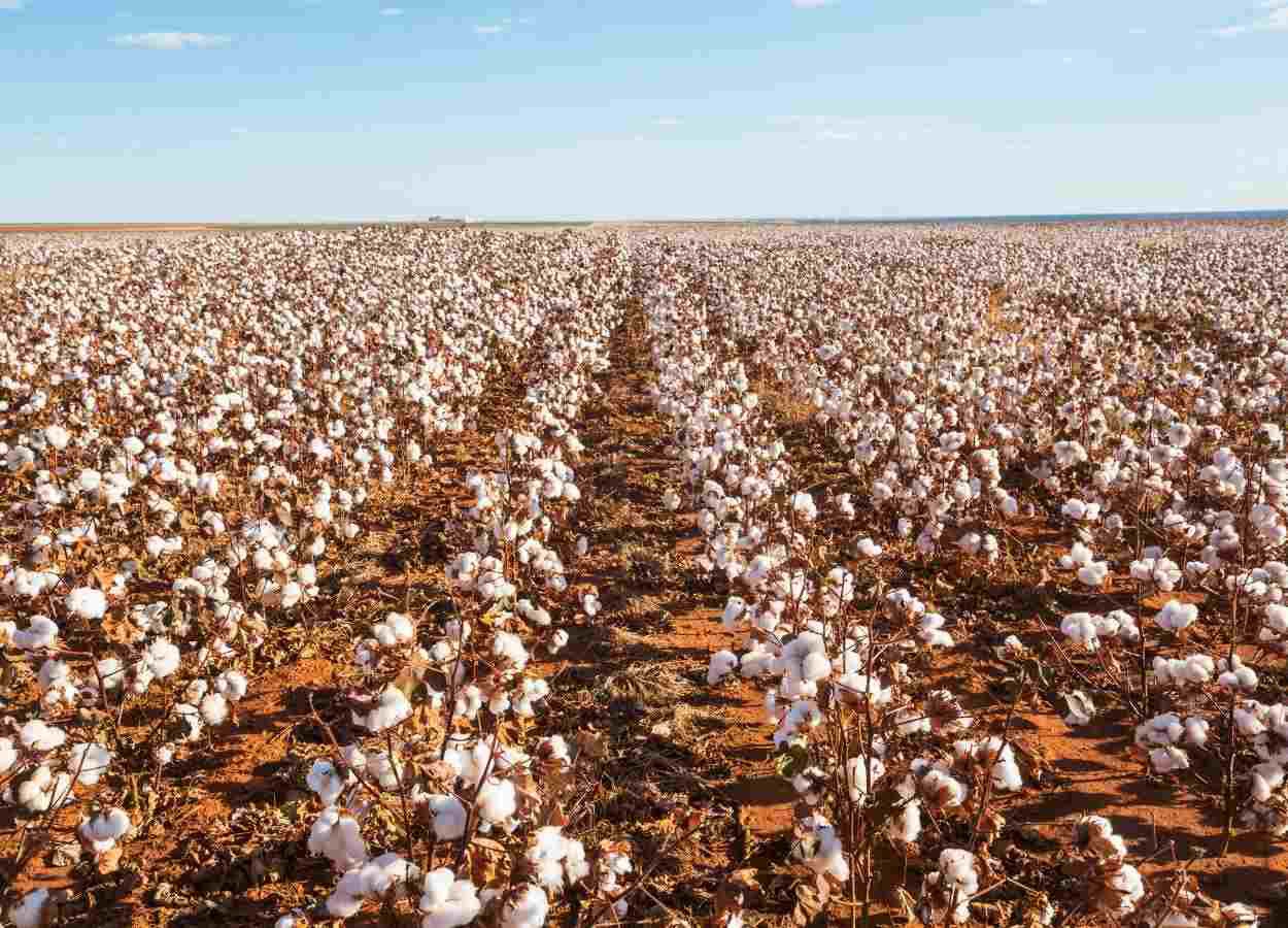 Agro tem semana de dólar mais fraco e alta do algodão