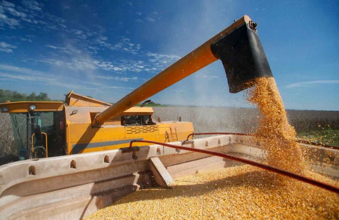 Produtividade em alta marca colheita do milho em MT
