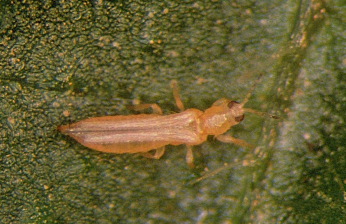 Casca de tangerina vira pesticida para pequenos produtores