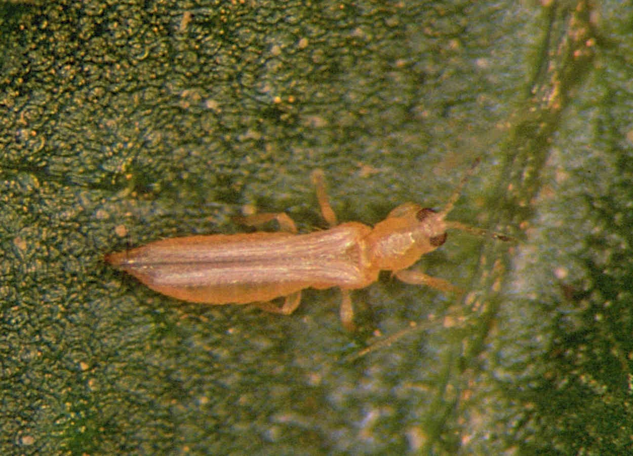 Pesquisa no Equador mostra que extrato etanólico da fruta controla pragas com boa eficiência