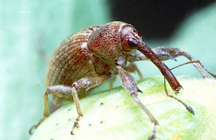 Ampliado vazio sanitário para o algodão no Tocantins