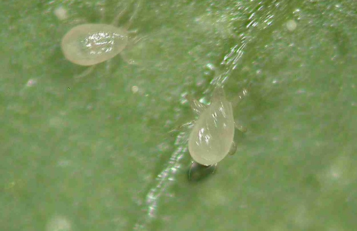 Ácaro predador mantém população sob piretroides em macieiras