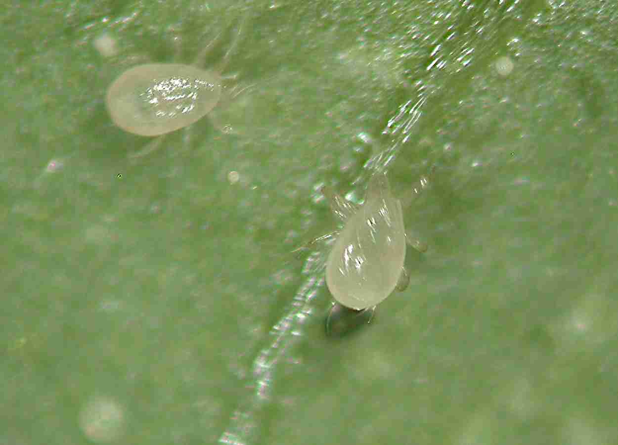 Ácaro predador mantém população sob piretroides em macieiras