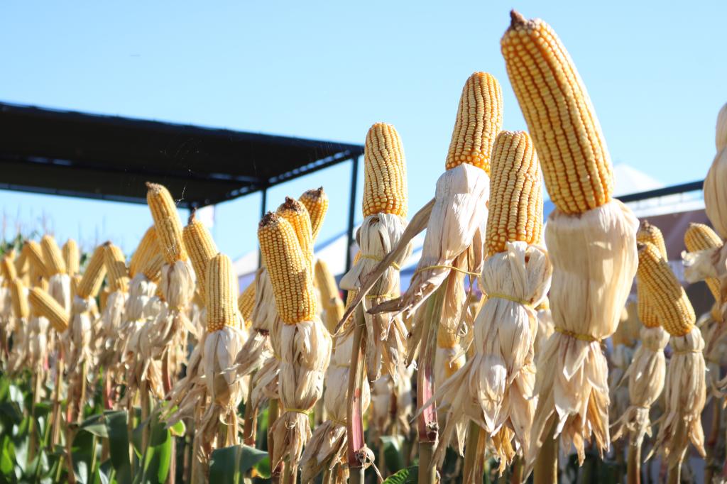 Nitrogênio no milho: nutriente essencial para elevar a produtividade