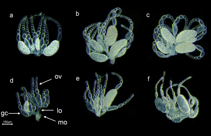 Beauveria bassiana compromet la reproduction de Frankliniella occidentalis