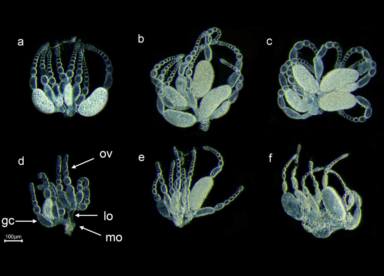 Beauveria bassiana compromet la reproduction de Frankliniella occidentalis