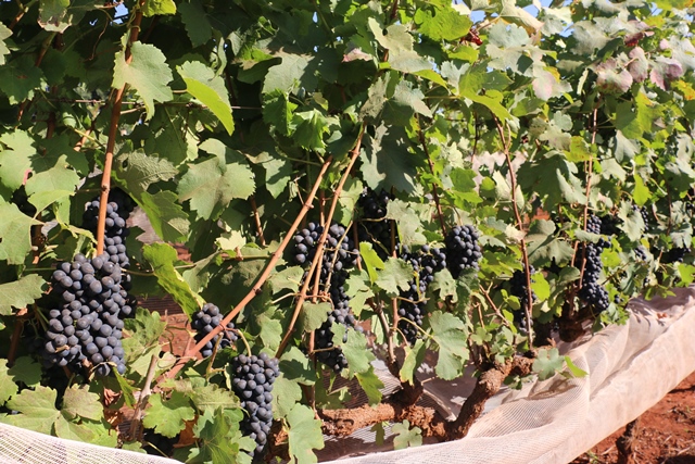 Nova safra do Syrah Epamig atinge classificação de “vinho nobre” e apresenta rótulo inédito