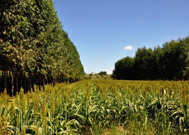 Embrapa e Bayer iniciam projeto piloto em agricultura de baixo carbono