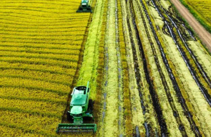 Colheita do arroz atinge 22,5% no Rio Grande do Sul