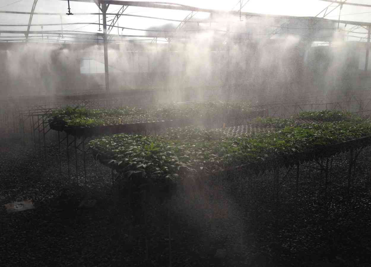 Embrapa e IBB promovem oficina sobre manivas-semente