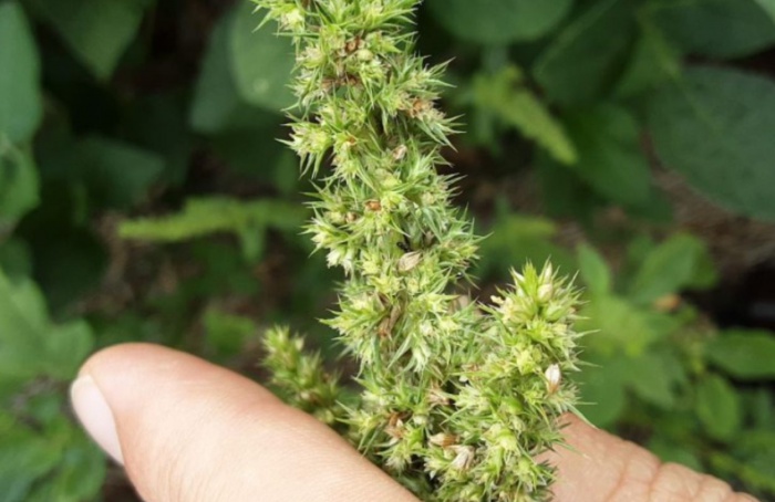 Foco de caruru-gigante é identificado em Santa Catarina