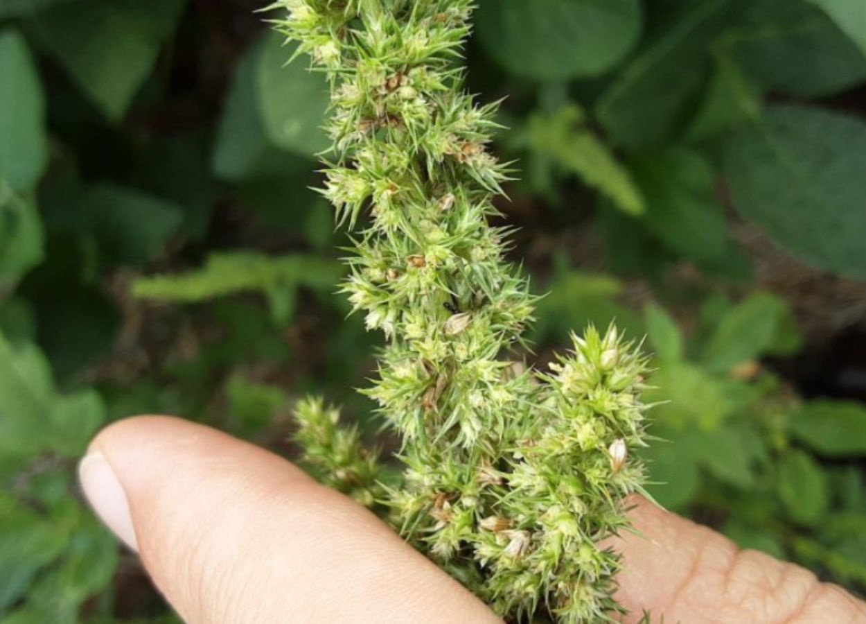 Foco de caruru-gigante é identificado em Santa Catarina