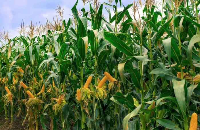 Produção de milho no Brasil pode cair em 2025/26