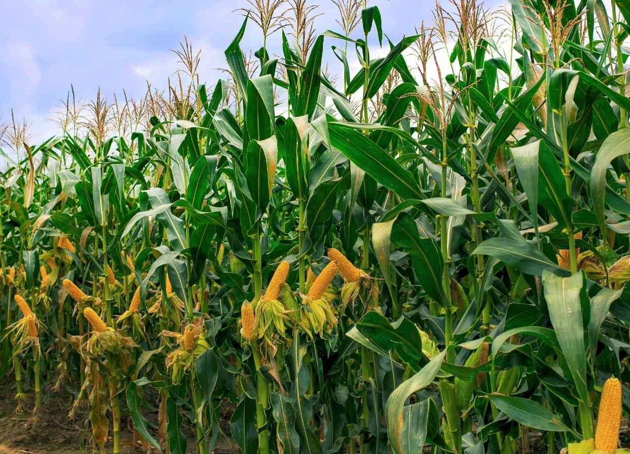 Produção de milho no Brasil pode cair em 2025/26