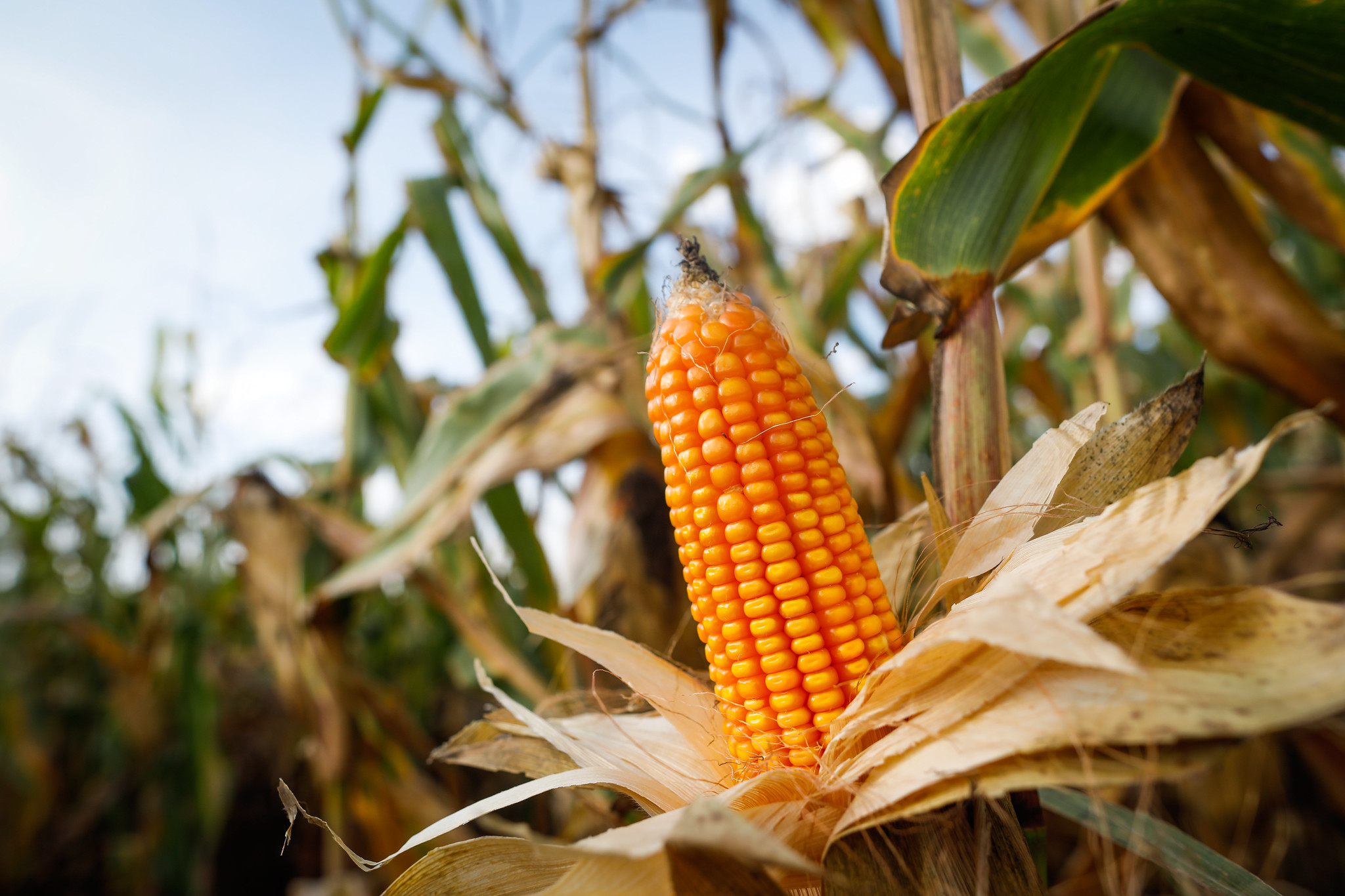 Paralisações e recuo externo reduzem negócios com milho