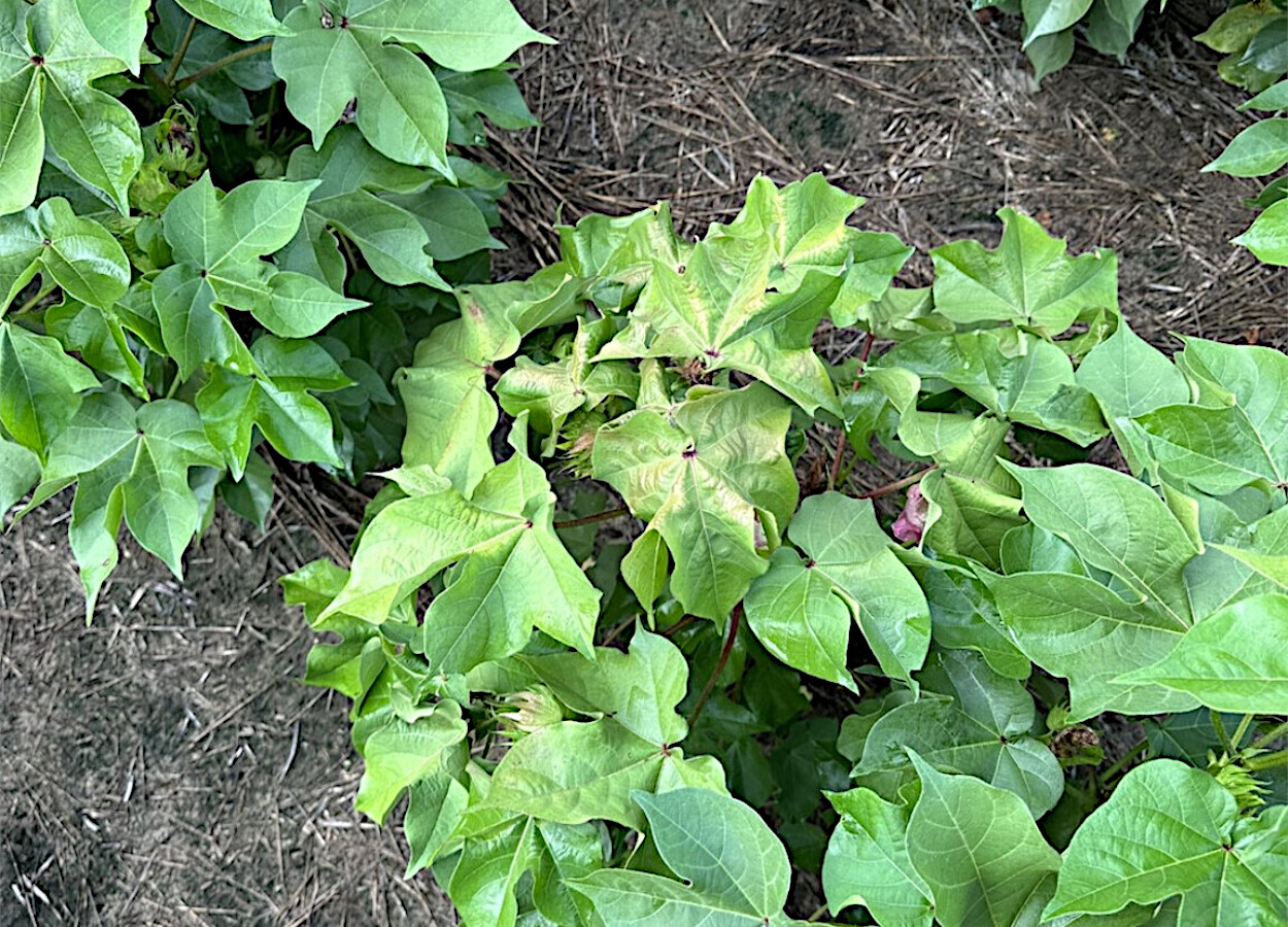 Foto: Bob Kemerait, University of Georgia