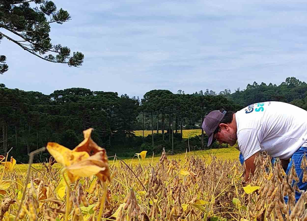 Planalto Norte de SC prevê safra recorde de soja em 2024/25
