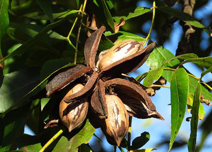 Ciência ajuda a oficializar a cultura da noz-pecã no Brasil