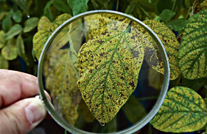 Eficácia de carboxamidas no controle de ferrugem-asiática em soja