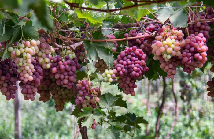 Chuvas ficam abaixo da média no Rio Grande do Sul em fevereiro