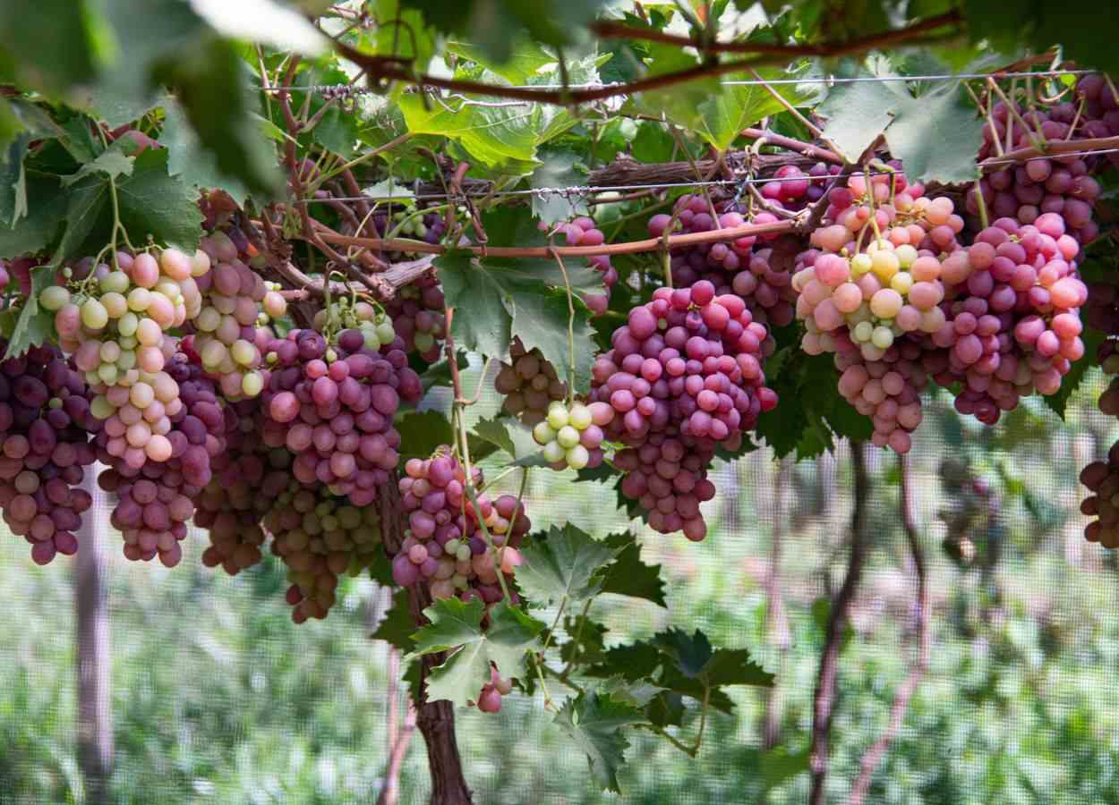 Chuvas ficam abaixo da média no Rio Grande do Sul em fevereiro