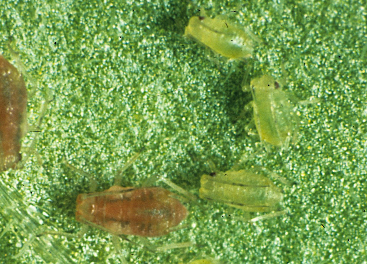 Foto: Jim Baker, North Carolina State University