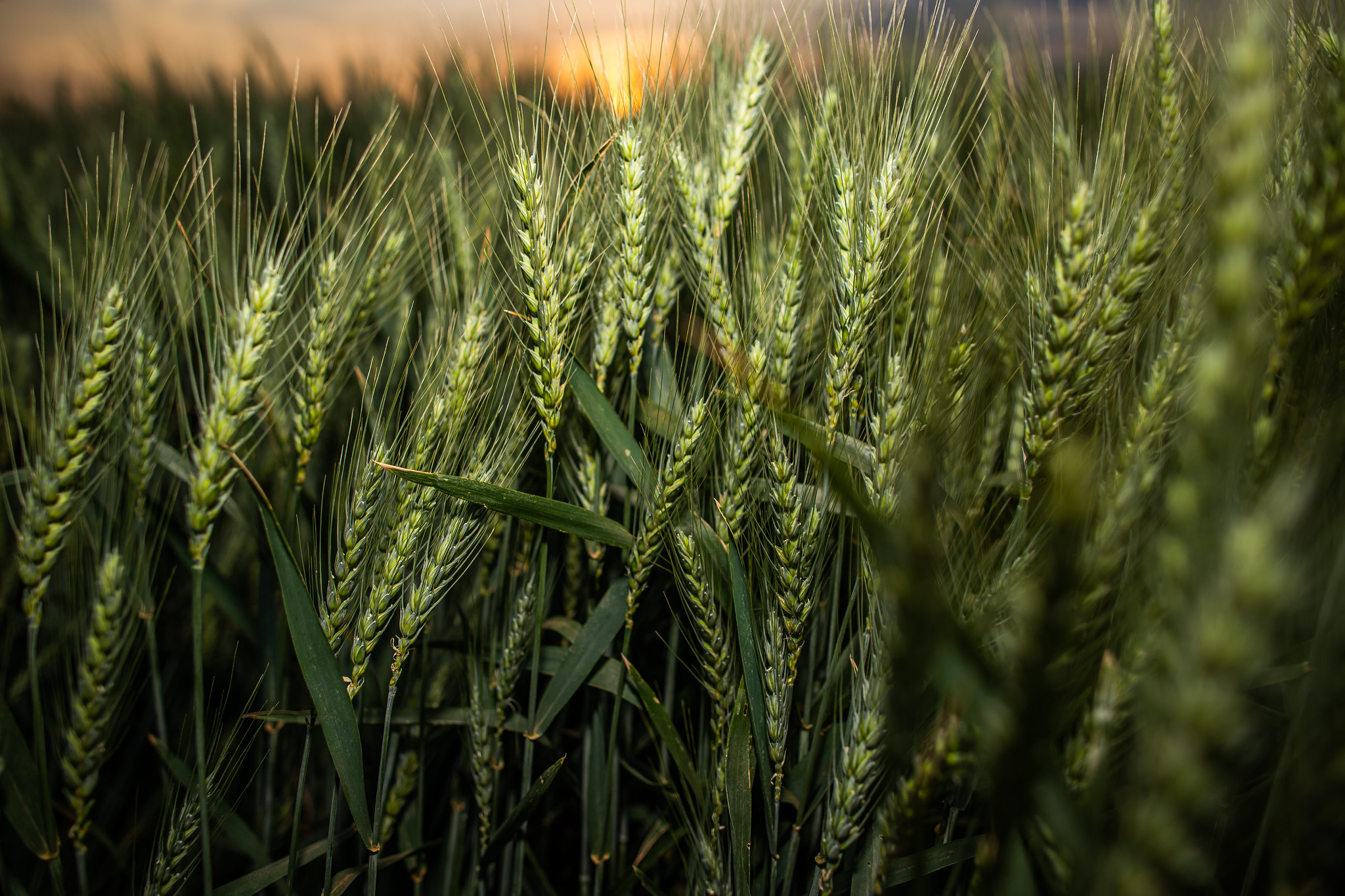 Fundamentos apontam para estoques apertados de trigo na Europa