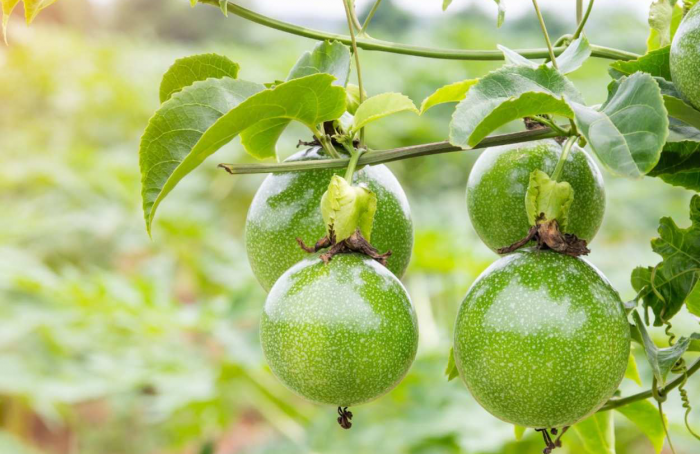 Research indicates the best periods for planting passion fruit in Tocantins