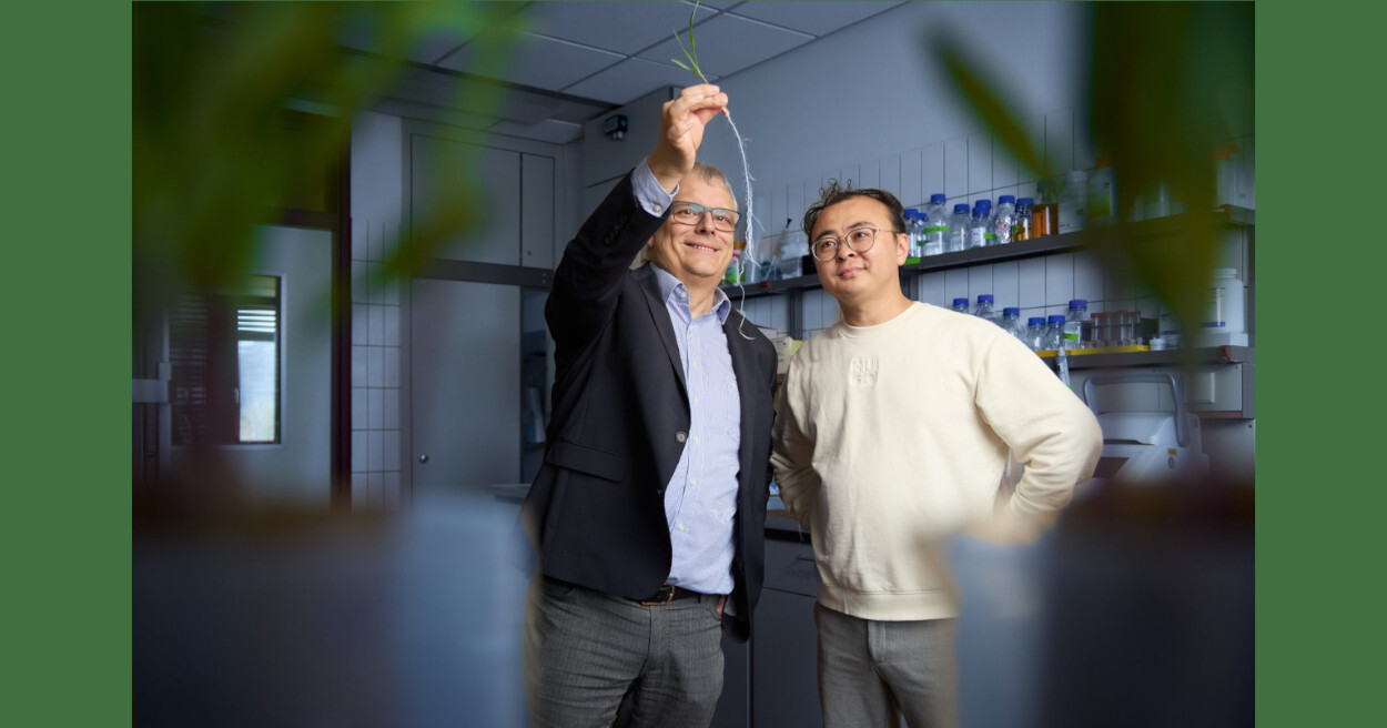 Frank Hochholdinger e Peng Yu, da Cátedra de Genômica Funcional de Culturas da Universidade de Bonn, inspecionam o sistema radicular de muda de milho - Foto: Volker Lannert