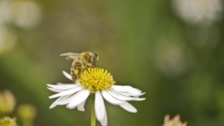 Bayer disponibiliza publicações sobre o reino das abelhas em português