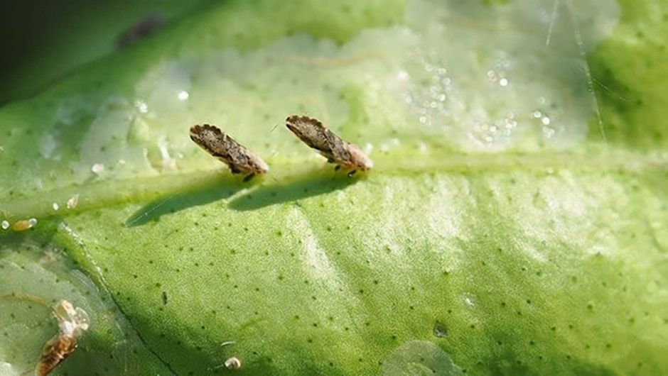 Foto: Syngenta&nbsp;
