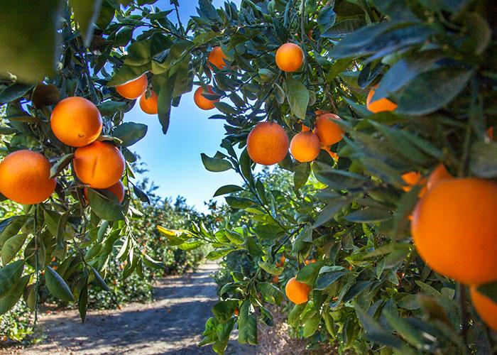 Inteligência artificial é aplicada para contar laranjas no pomar