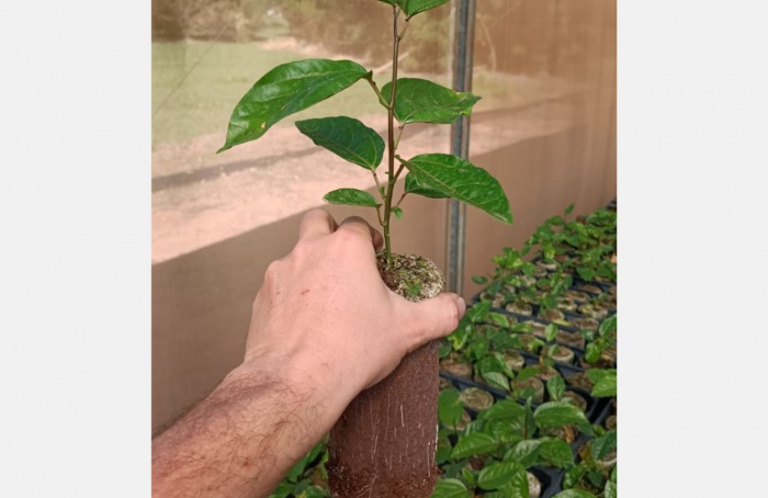 Cultivares IAC de maracujá para indústria alcançam todo o Brasil
