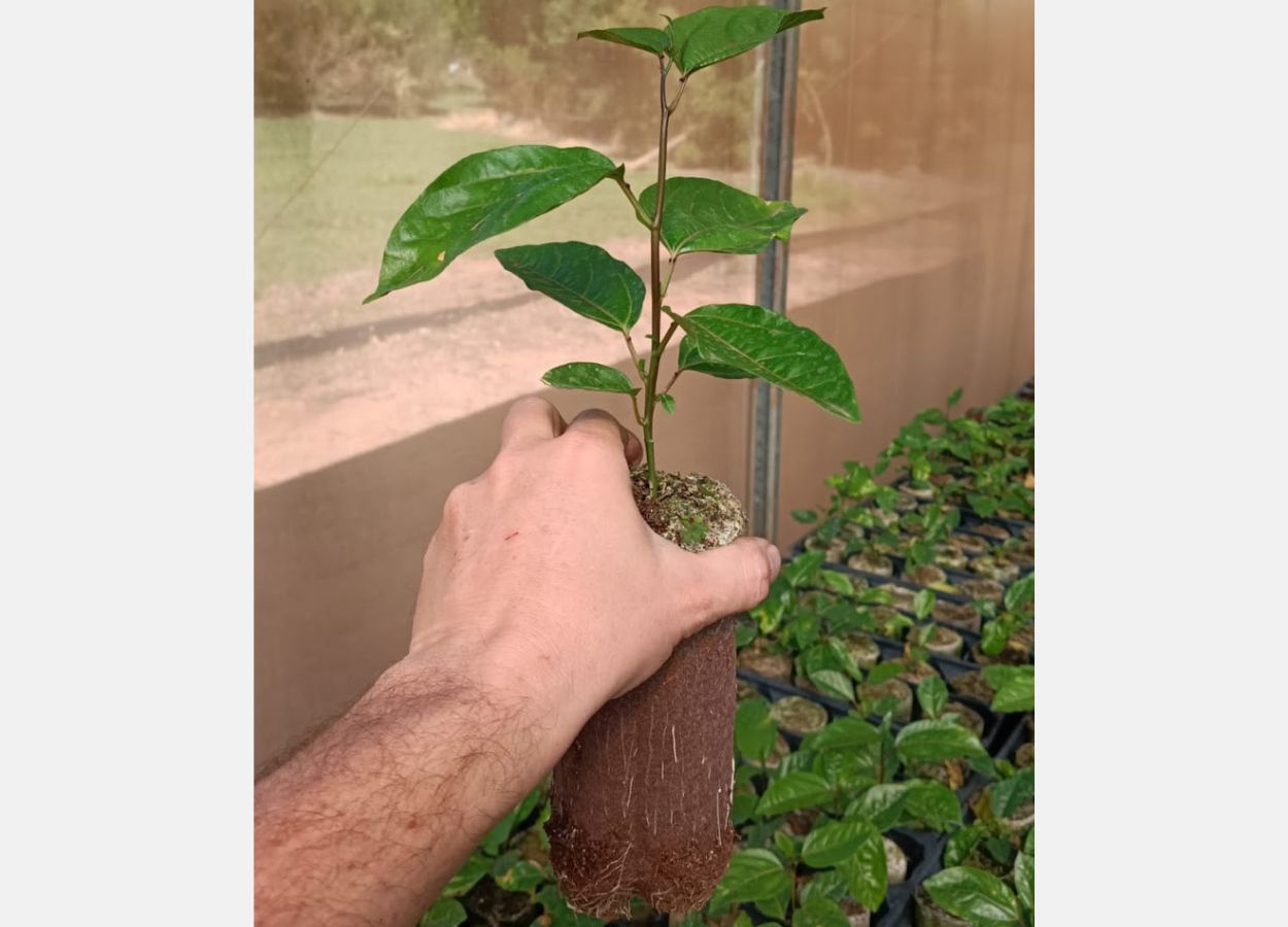 Cultivares IAC de maracujá para indústria alcançam todo o Brasil