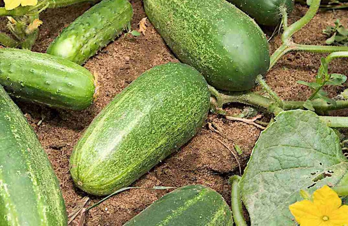 UV-B ativa mecanismo de tolerância ao frio em pepino